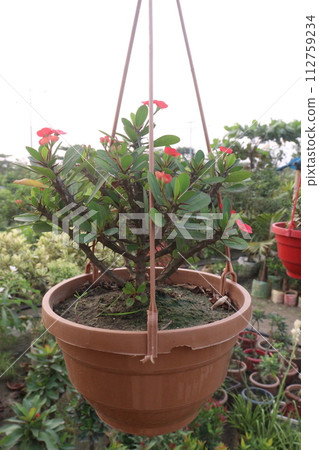 Crown of thorns flower plant on farm 112759234