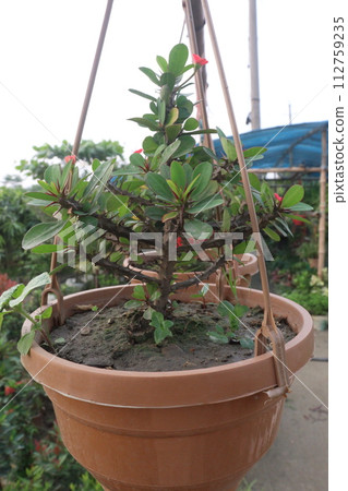 Crown of thorns flower plant on farm 112759235