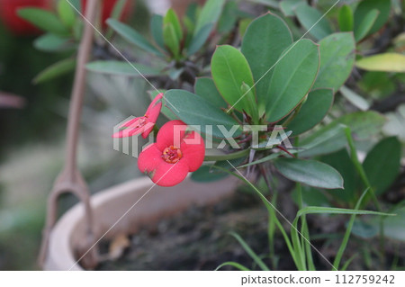 Crown of thorns flower plant on farm Crown of thorns flower plant on farm 112759242