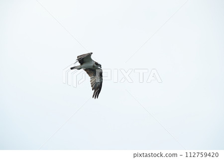 Osprey Osprey 112759420