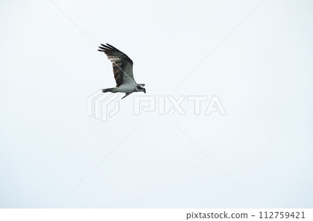 Osprey 112759421
