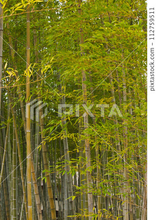 Bamboo forest waiting for spring 112759511