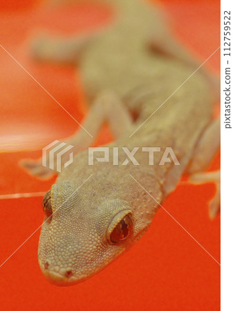 Gecko red background 112759522