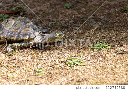 turtle walking on the ground turtle walking on the ground 112759588