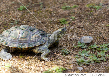 A turtle standing on the ground A turtle standing on the ground 112759589