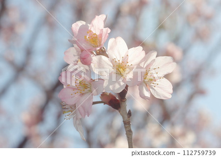 Keio cherry tree, a lovely deep pink early blooming cherry tree Keio cherry tree, a lovely deep pink early blooming cherry tree 112759739