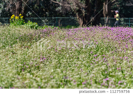 跑過一片花田 跑過一片花田 112759756