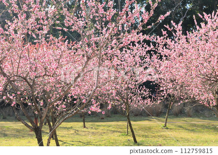 古賀久保公園桃花盛開的景色 古賀久保公園桃花盛開的景色 112759815