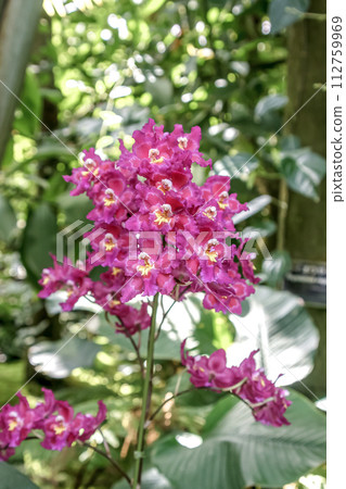 西方蘭花，橙色朱姆可愛的寶石 112759969