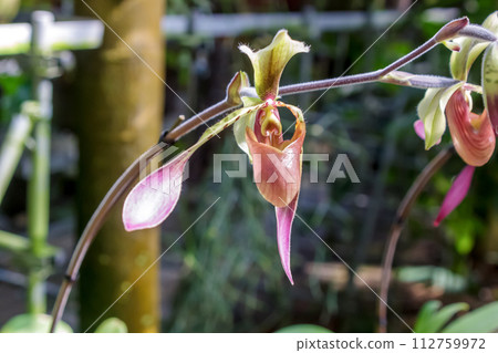 Paphiopedilum, an orchid family plant with a distinctive bag-shaped lip. Paphiopedilum, an orchid family plant with a distinctive bag-shaped lip. 112759972