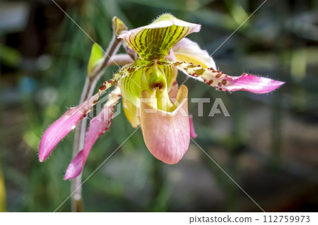 兜蘭,一種蘭科植物,具有獨特的袋狀唇部。 兜蘭,一種蘭科植物,具有獨特的袋狀唇部。 112759973