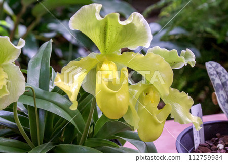 Paphiopedilum, an orchid family plant with a distinctive bag-shaped lip. 112759984