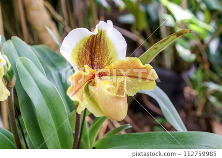 Paphiopedilum, an orchid family plant with a distinctive bag-shaped lip. 112759985