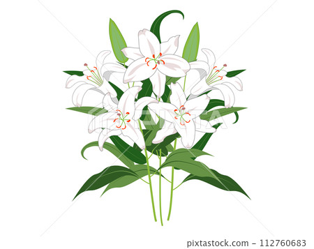 白百合花,有樹枝和葉子 白百合花,有樹枝和葉子 112760683