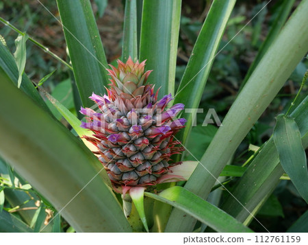 Pineapple blossom with green leaves in background, The purple petals of the flower spring on the fruit 112761159