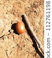 Acorn 112761198