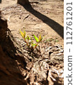 Sprout 112761201