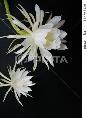 月夜美女與十三夜美女202303 112761386