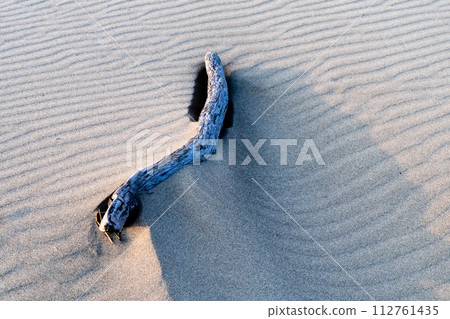 Wind ripples and driftwood on the sandy beach Wind ripples and driftwood on the sandy beach 112761435