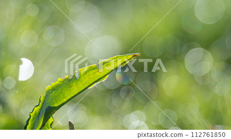 Blades of grass shining in the morning sun 112761850