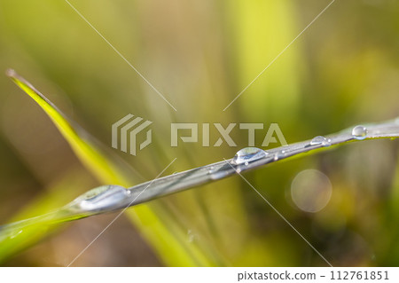 Morning dew on the grass 112761851