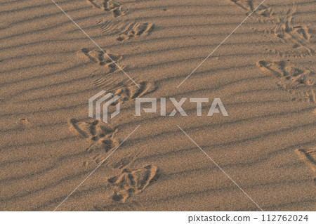 沙灘上的風波紋和鳥腳印 112762024