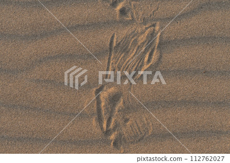 Wind ripples and bird footprints on the sandy beach Wind ripples and bird footprints on the sandy beach 112762027