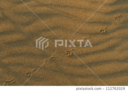 Wind ripples and bird footprints on the sandy beach Wind ripples and bird footprints on the sandy beach 112762029