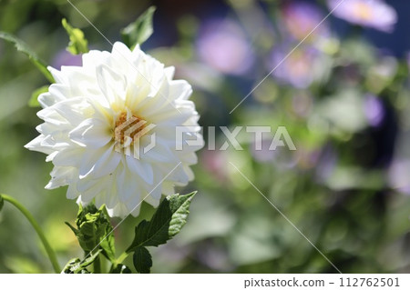 花園裡盛開的白色大麗花，花園裡的花壇 112762501