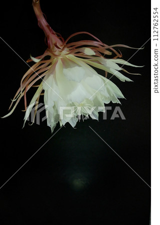 Moonlit beauty flower 20230502 112762554