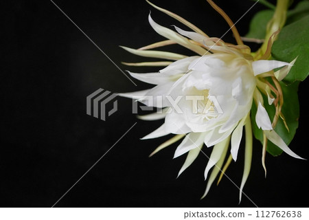 月夜美人花20231003 112762638