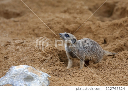 Muddy meerkat looking up 112762824