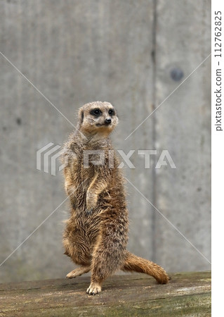 Meerkat standing with one leg raised Meerkat standing with one leg raised 112762825