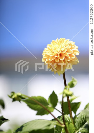 藍天和黃色大麗花在花園花壇裡 112762860