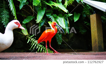 猩紅宜必思 112762927