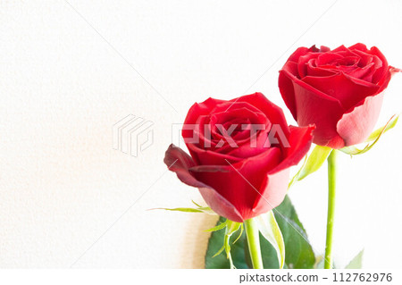 Red roses 112762976