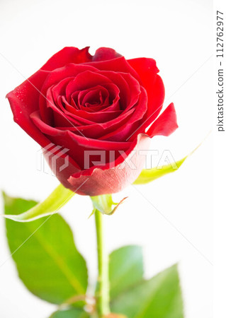 Red roses 112762977