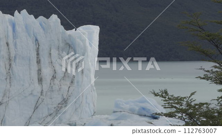 Majestic Perito Moreno Glacier with Wind-Swept Tree in Foreground 112763007