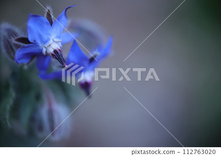 藍色的花 112763020