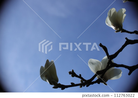 玉蘭玉蘭花預示著春天的到來 112763022