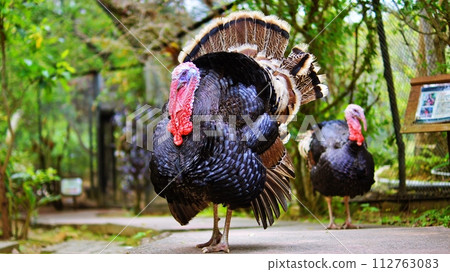 Turkey Turkey 112763083