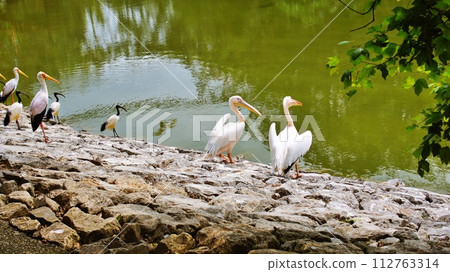 沖繩 Neopark 的鳥類 112763314