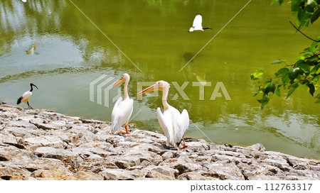 White pelican and African black ibis 112763317