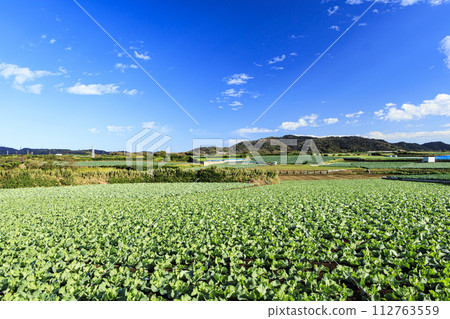 Scenery of cabbage fields in Miura Scenery of cabbage fields in Miura 112763559