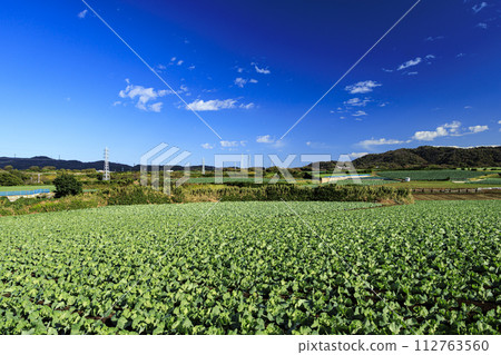 Scenery of cabbage fields in Miura Scenery of cabbage fields in Miura 112763560