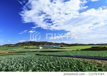 Scenery of cabbage fields in Miura Scenery of cabbage fields in Miura 112763564
