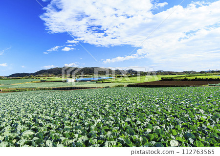 三浦白菜田風景 三浦白菜田風景 112763565
