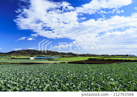 三浦白菜田風景 三浦白菜田風景 112763566