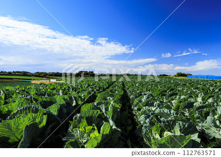 Scenery of cabbage fields in Miura 112763571