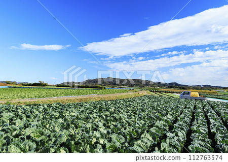 Scenery of cabbage fields in Miura Scenery of cabbage fields in Miura 112763574